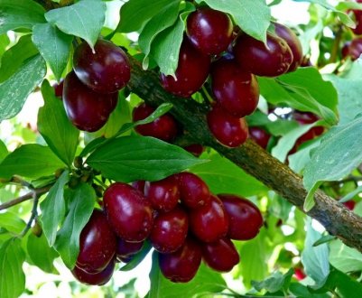 Кизил: найкращі сорти