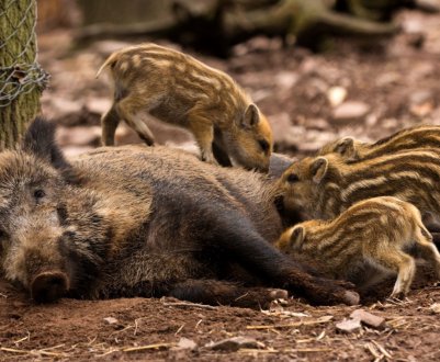 Новими жертвами АЧС стали дикі кабани Житомирської області