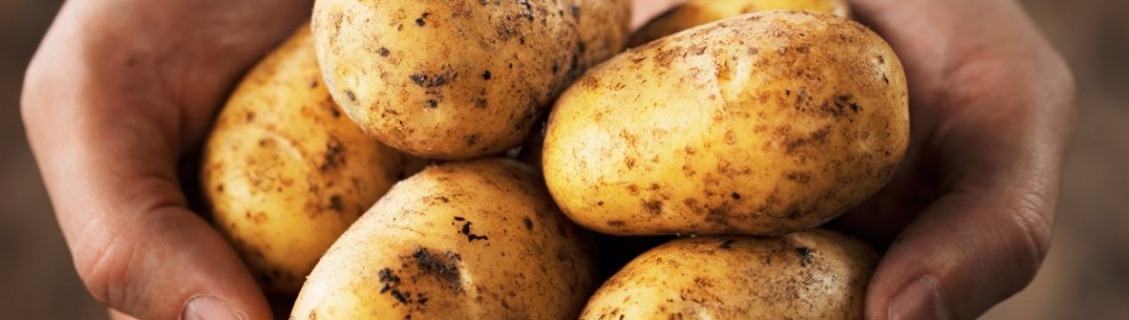 В Україні скорочується вирощування і споживання картоплі