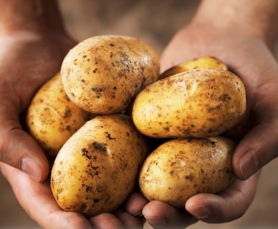 В Україні скорочується вирощування і споживання картоплі