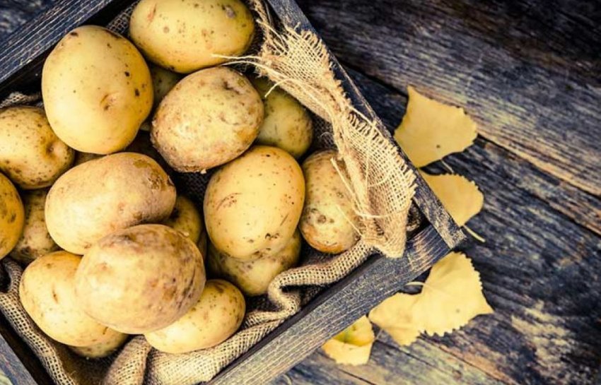 В Україні скорочується вирощування і споживання картоплі В Україні скорочується вирощування і споживання картоплі