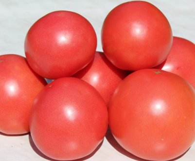 Помідори «Пінк Буш»: опис, агротехніка вирощування