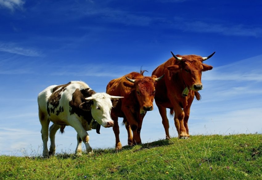 В Татарстані стало на один забійний цех більше