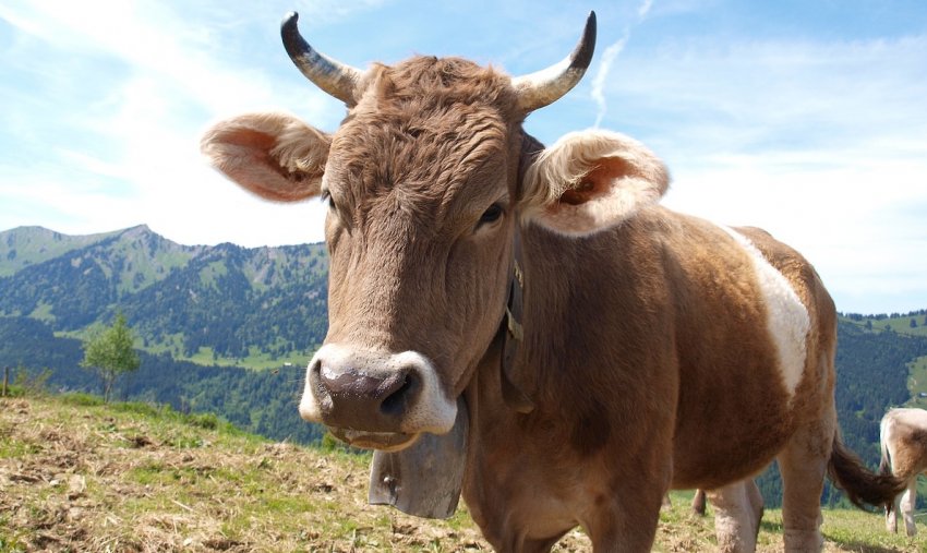 В Татарстані стало на один забійний цех більше