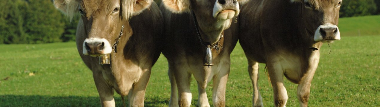 У Татарстані стало на один забійний цех більше