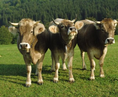 У Татарстані стало на один забійний цех більше
