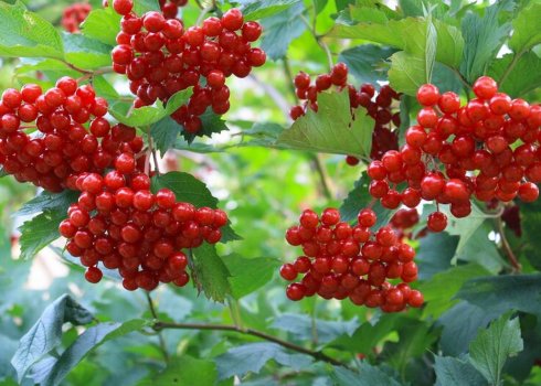 Калина плодова Тайгові рубіни