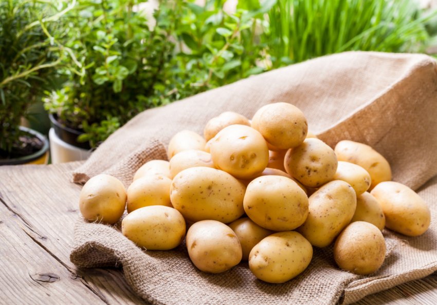 В городі астраханського аграрія виріс картопля-велетень