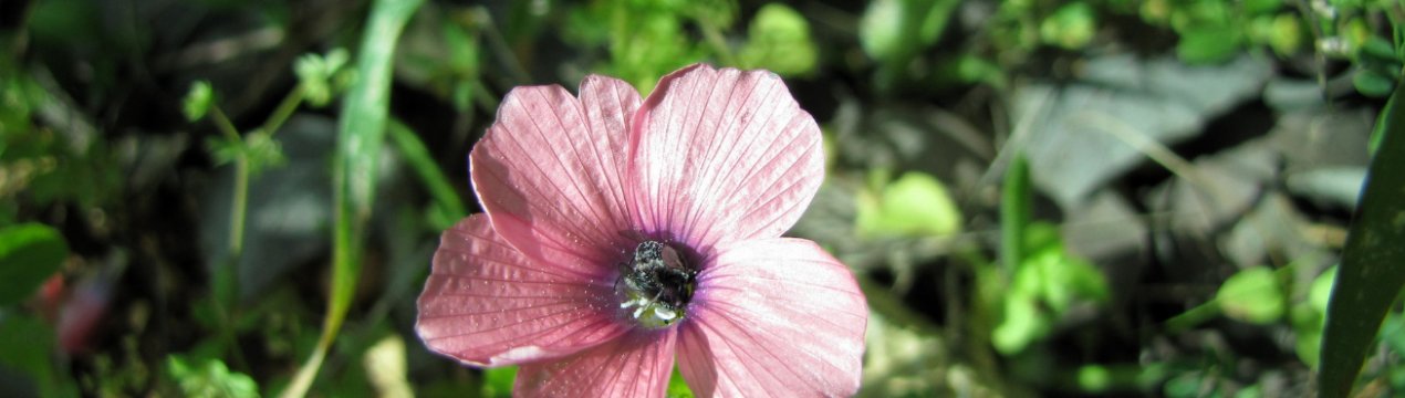 На волгоградських полях стало більше гірчиці, льону та рижію