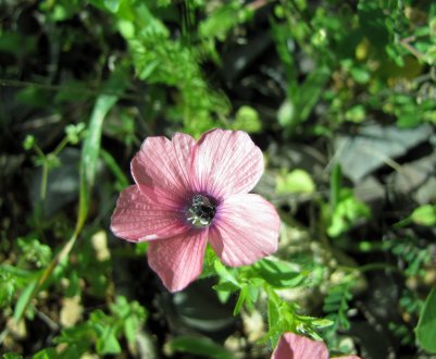 На волгоградських полях стало більше гірчиці, льону та рижію