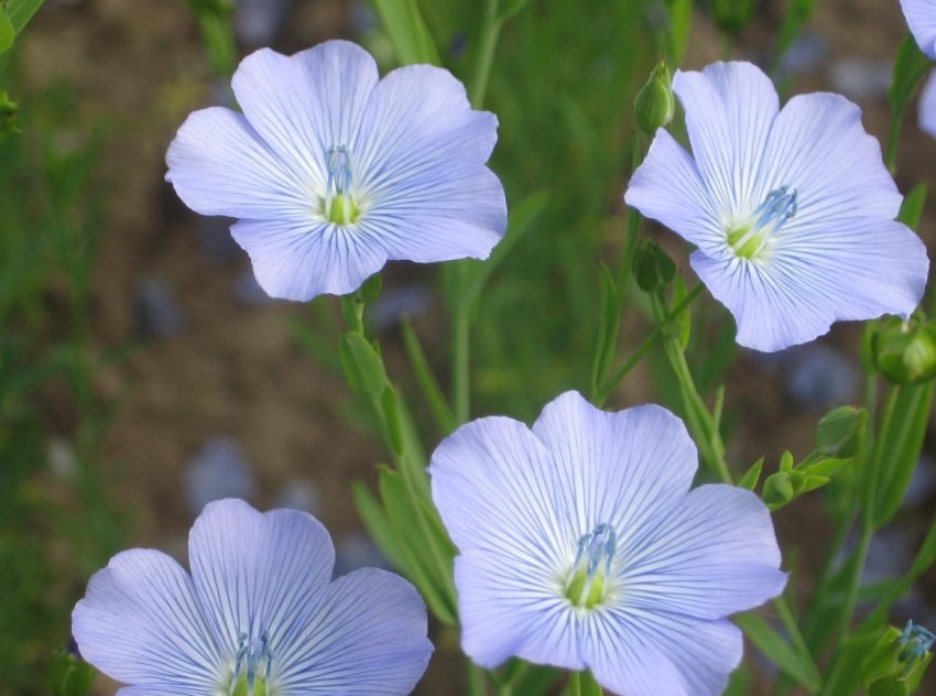 На волгоградських полях стало більше гірчиці, льону та рижію