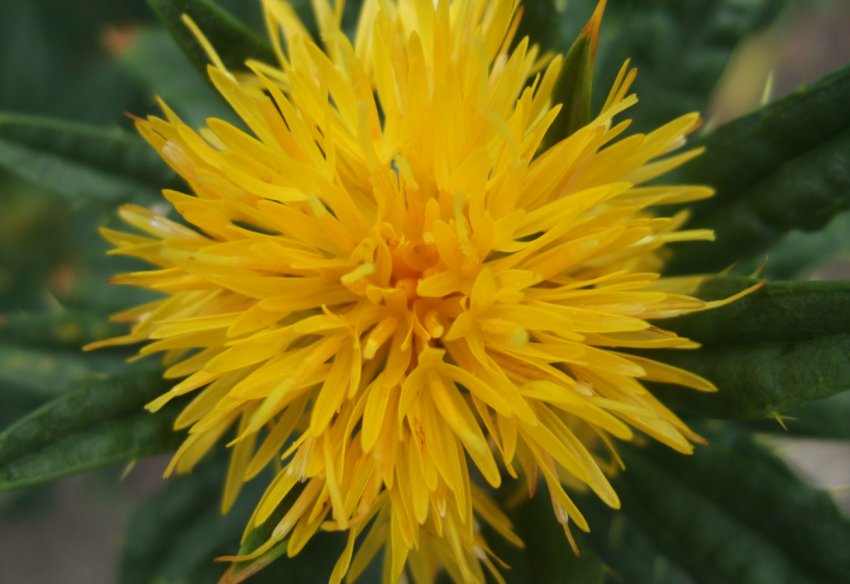 На волгоградських полях стало більше гірчиці, льону та рижію