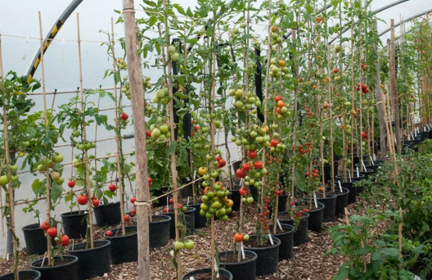 Підв'язування кущів опорним методом