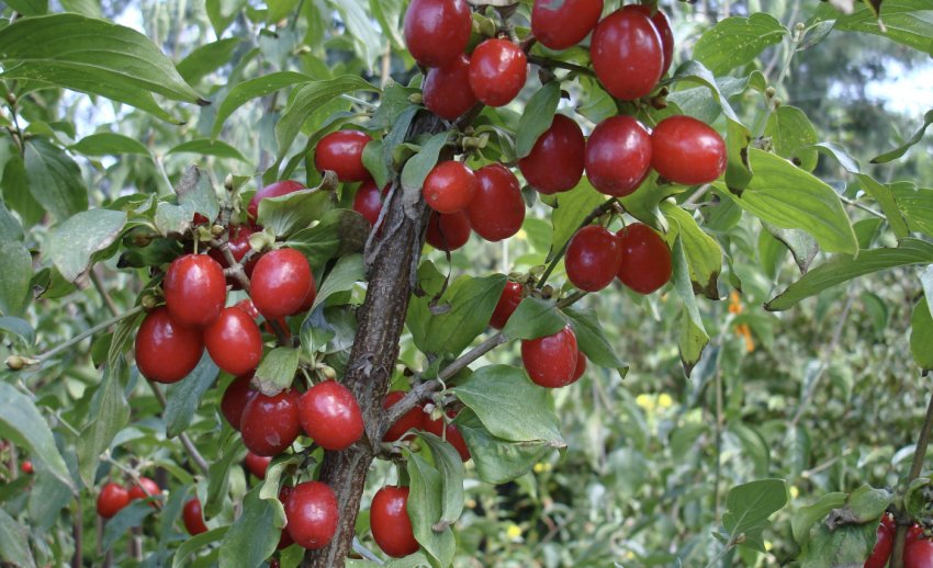 Плоди кизилу Світлячок