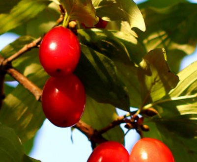 Кизил звичайний