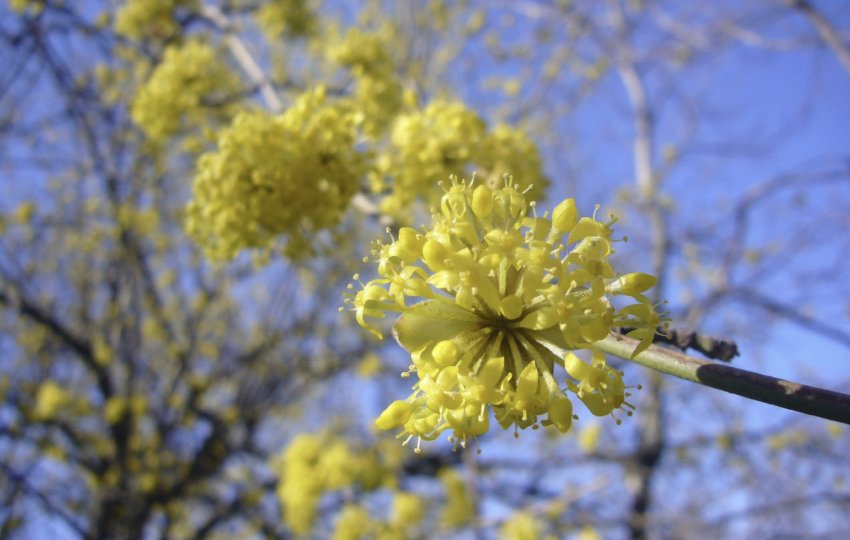Цвітіння кизилу
