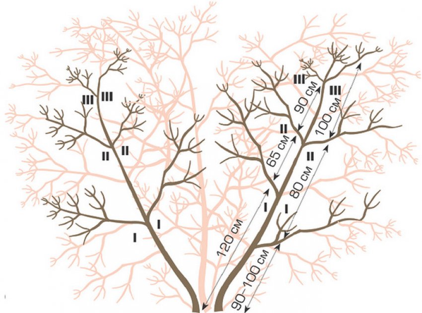 Расположены ветви. Обрезка Калина бульденеж обрезка. Схема обрезки бульденеж. Схема обрезки калины. Калина обрезка весной.