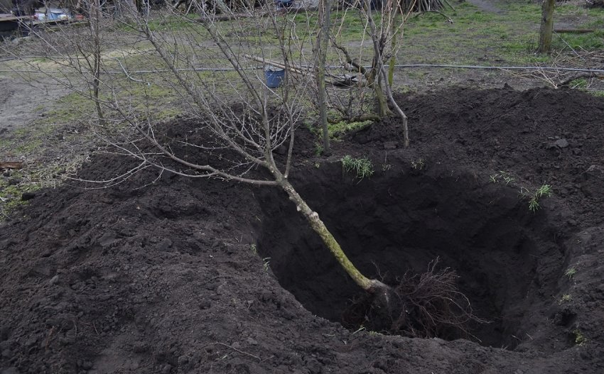 Посадка кизилу