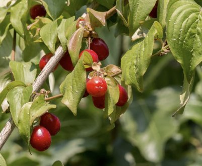 Кизил сорти Світлячок