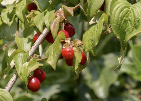 Кизил сорти Світлячок