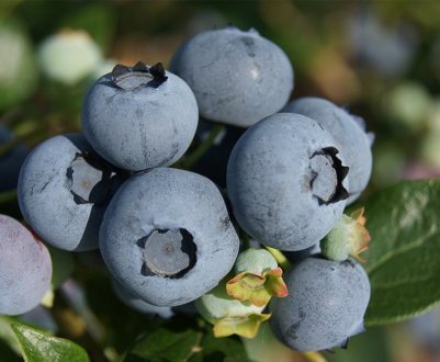 Лохина Нельсон: характеристика сорту і правила вирощування