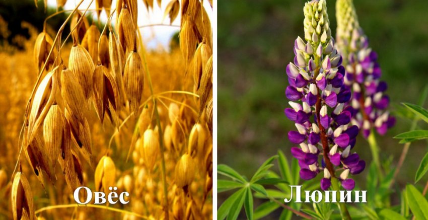 Сидерати для лохини