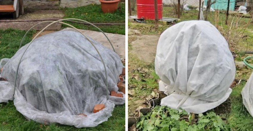 Укриття кущів агроволокном