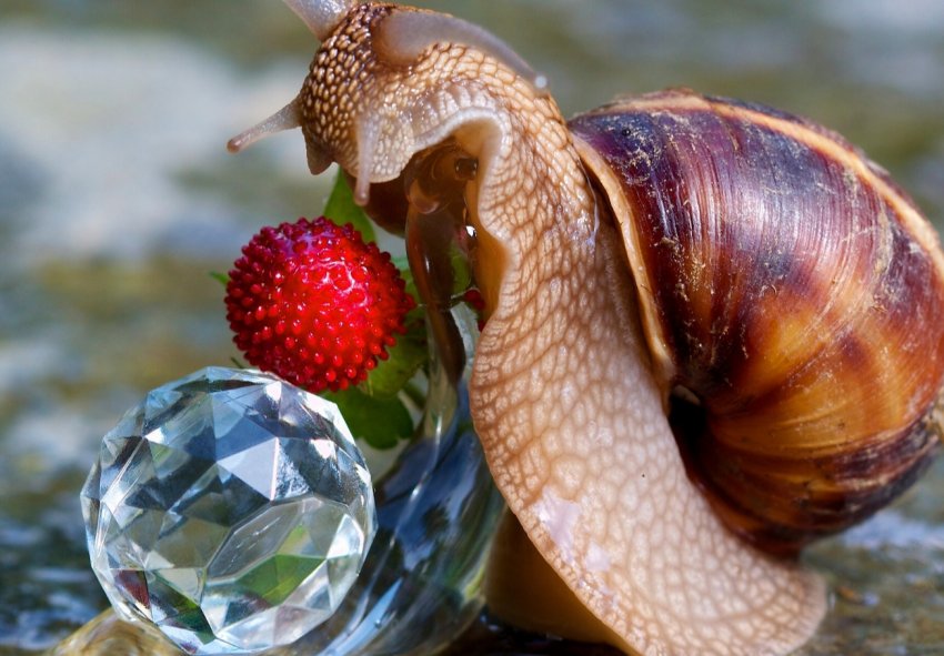 Тайські фермери роблять ставку на дорогоцінну слиз Тайські фермери роблять ставку на дорогоцінну слиз