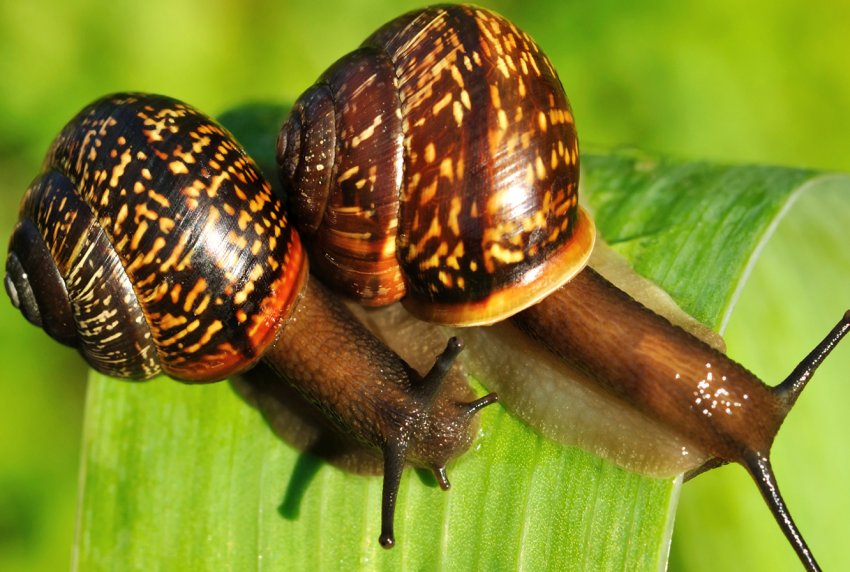 Тайські фермери роблять ставку на дорогоцінну слиз Тайські фермери роблять ставку на дорогоцінну слиз