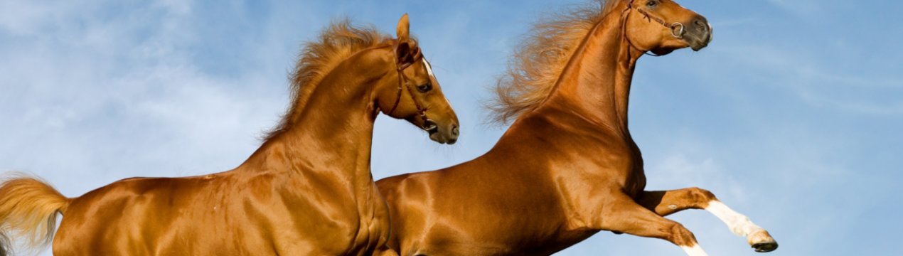 В американській готелі постояльцям пропонують обійнятися з коровами