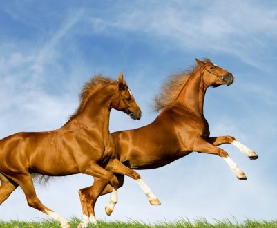 В американській готелі постояльцям пропонують обійнятися з коровами