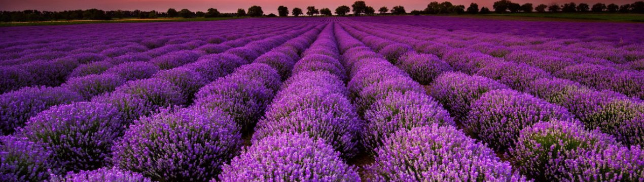 Іспанські фермери дякують лаванду за наплив платоспроможних туристів