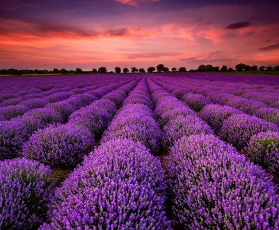 Іспанські фермери дякують лаванду за наплив платоспроможних туристів