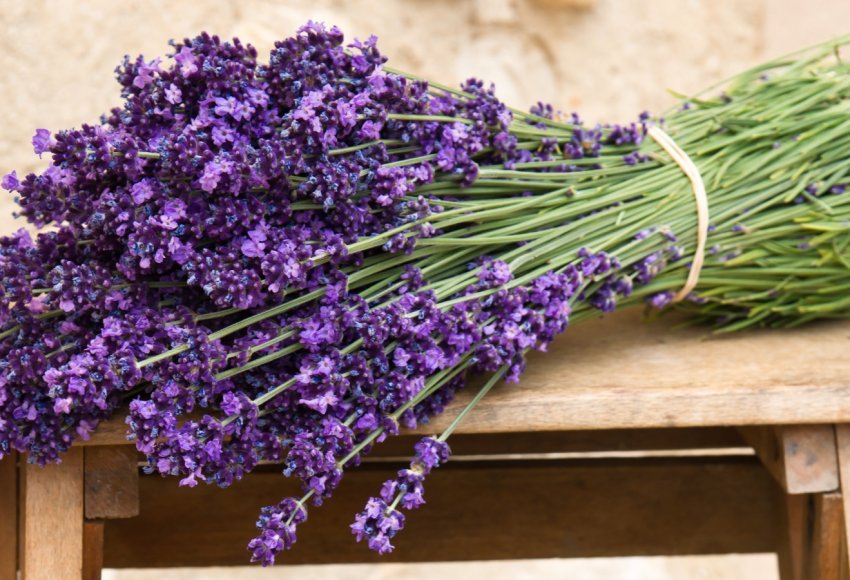 Іспанські фермери дякують лаванду за наплив платоспроможних туристів