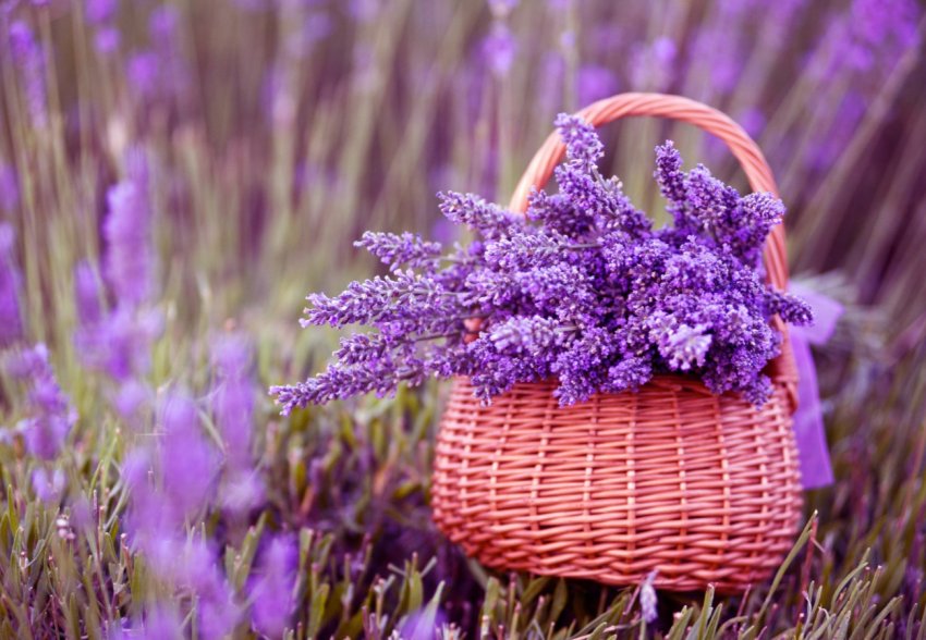 Іспанські фермери дякують лаванду за наплив платоспроможних туристів
