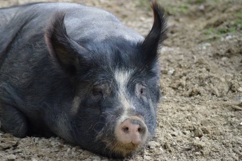 17 тисяч свиней будуть утилізовані через АЧС в Болгарії