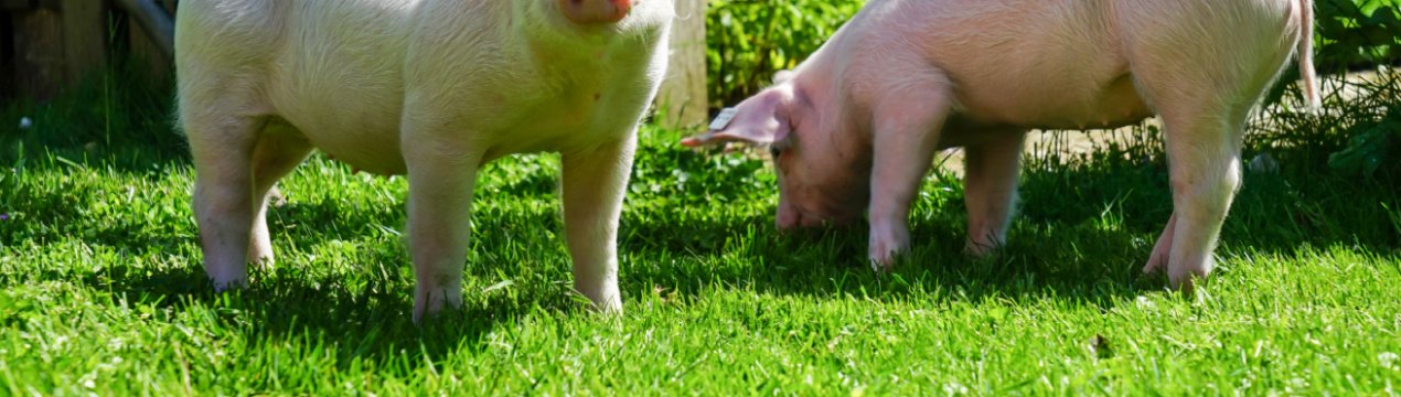 17 тисяч свиней будуть утилізовані через АЧС в Болгарії