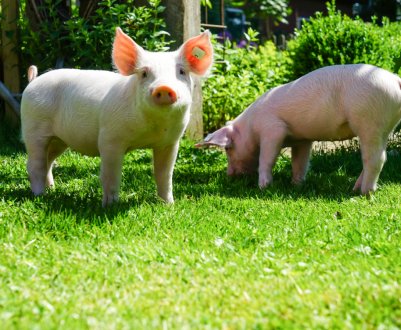 17 тисяч свиней будуть утилізовані через АЧС в Болгарії 