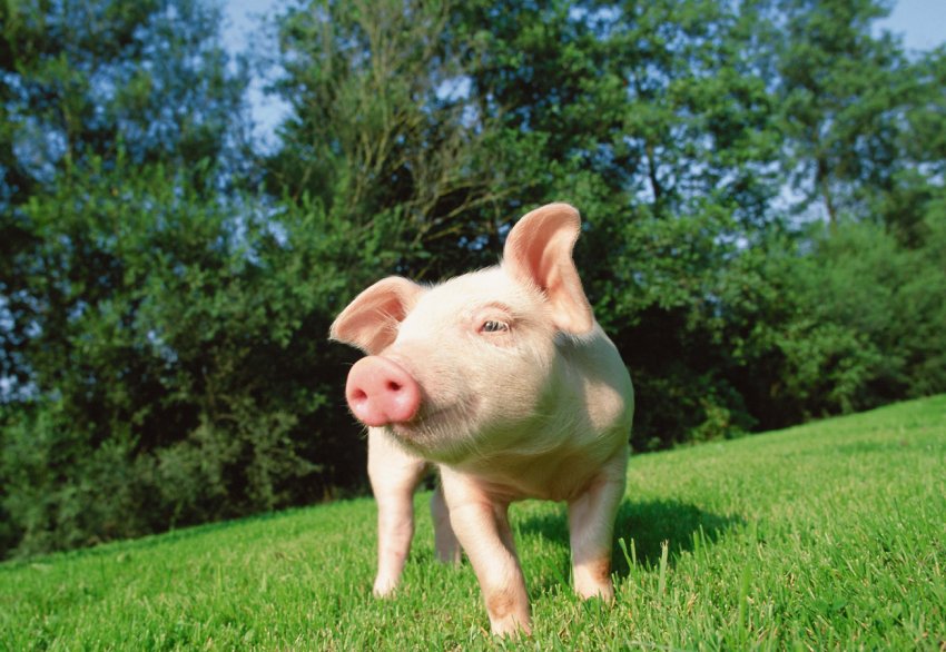 Фінляндія переходить зі свинини на птицю Фінляндія переходить зі свинини на птицю