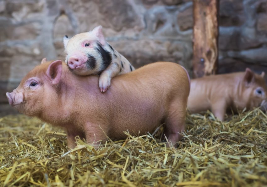 Фінляндія переходить зі свинини на птицю Фінляндія переходить зі свинини на птицю