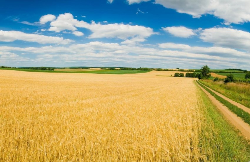 Криза сільського господарства Індії: фермери старіють, не маючи молодої зміни Криза сільського господарства Індії: фермери старіють, не маючи молодої зміни