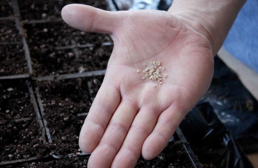 Підготовка насіння до посіву