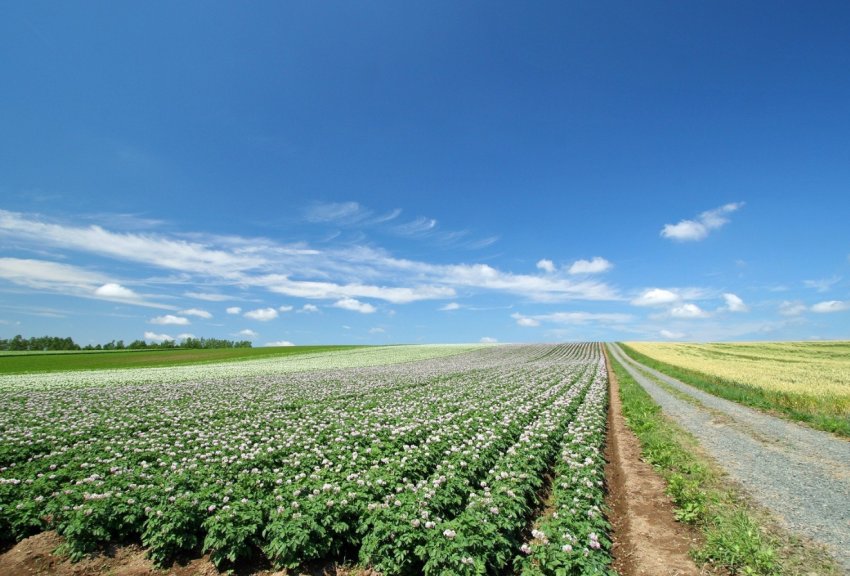 Криза сільського господарства Індії: фермери старіють, не маючи молодої зміни Криза сільського господарства Індії: фермери старіють, не маючи молодої зміни