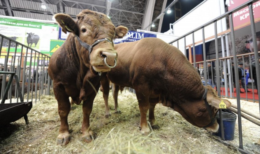 Бички Бички