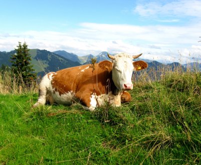 Забайкальських корів вразив небезпечний карбункул