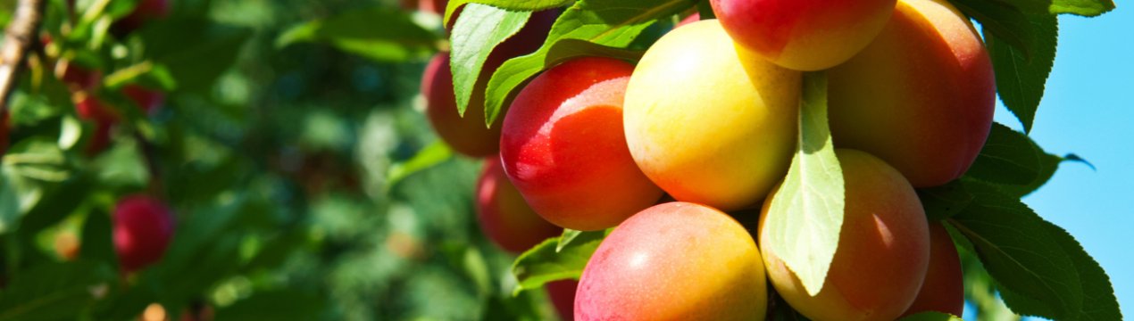 Мінагрополітики України стурбований можливим перевиробництвом сільгосппродукції