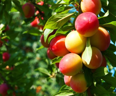 Мінагрополітики України стурбований можливим перевиробництвом сільгосппродукції
