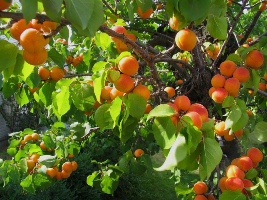 Мінагрополітики України стурбований можливим перевиробництвом сільгосппродукції