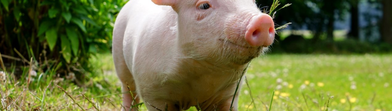 Польща повідомила про масштабну спалах АЧС