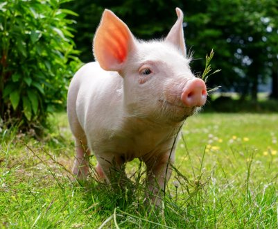 Польща повідомила про масштабну спалах АЧС